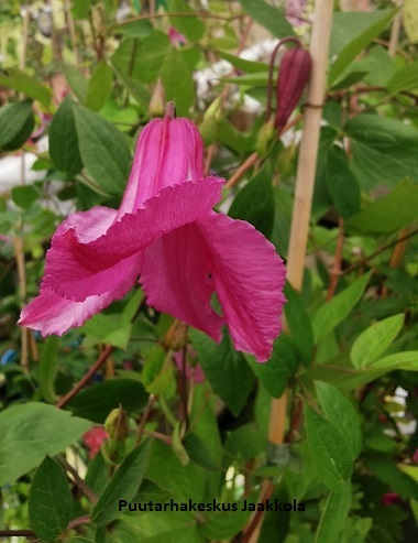 TARHAKELLOKÄRHÖ ALIONUSHKA - Kärhöt - 2002002700009 - 1