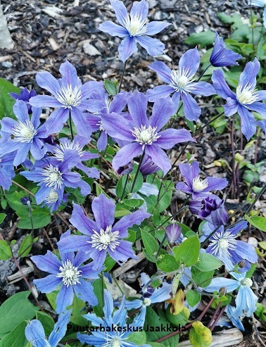 TARHAKELLOKÄRHÖ ARABELLA - Kärhöt - 2002001400009 - 1