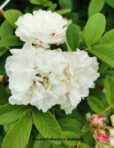 TARHAKURTTURUUSU LOUISE BUGNET - Pensasruusut - 2050350200009 - 1