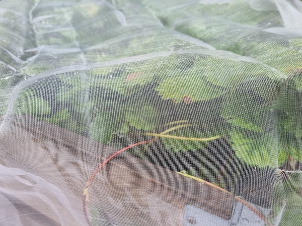 TUHOHYÖNTEISVERKKO 3 X 5 M - Kankaat, harsot ja verkot - 6430068433009 - 1