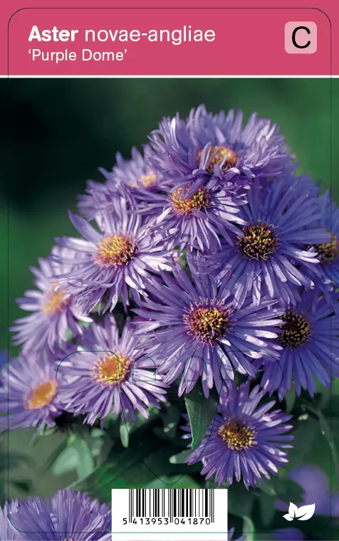 TUOKSUASTERI PURPLE DOME - Muut perennat - 2030418700009 - 1