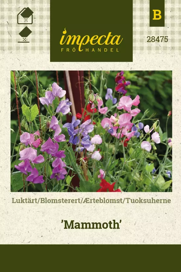 TUOKSUHERNE MAMMOTH - Muut kesäkukkien siemenet - 7332756284759 - 1