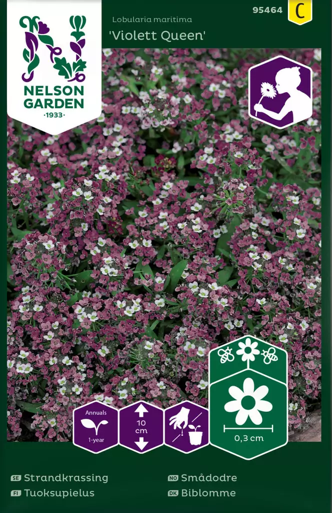 TUOKSUPIELUS VIOLET QUEEN - Muut kesäkukkien siemenet - 7312600954649 - 1