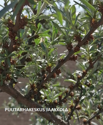 TYRNI TARMO - Tyrnit - 2002018400009 - 2