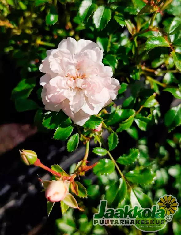 WHITE FAIRY RUUSU - Maankateruusut - 2001001500009 - 2